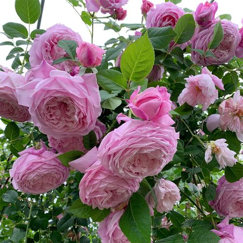 自由精神(大花四季)