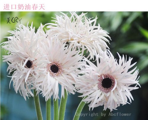 奶油春天进口毛边弗朗鲜花粉色雏菊长花期家用商用插花广东包邮