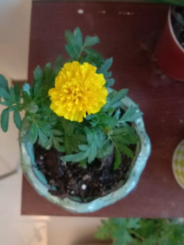 万寿菊生长日记