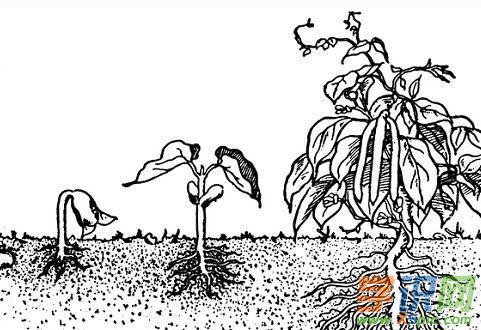 儿童画植物生长过程简笔画