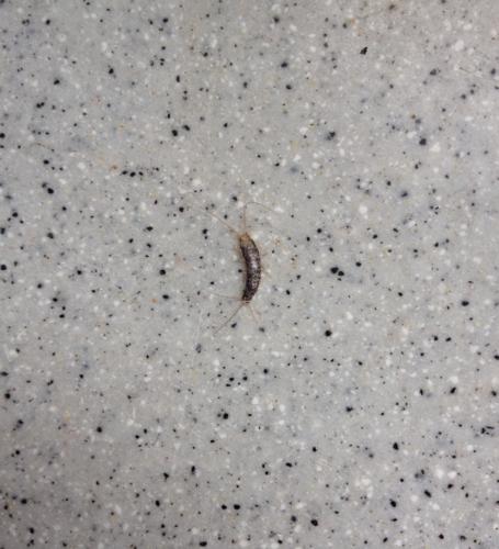 在厨房台面的旮旯里,爬速挺快.是不是潮虫,但看着不像.