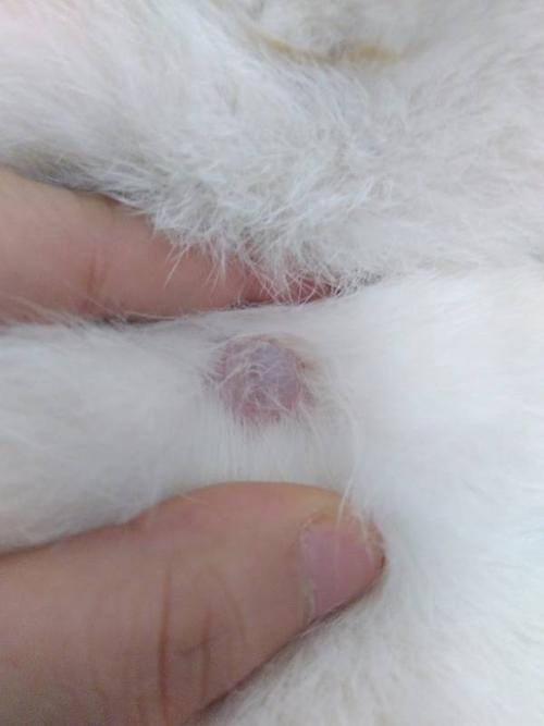 猫咪长了一个脂肪瘤,年龄3,4岁.需要去做手术吗?