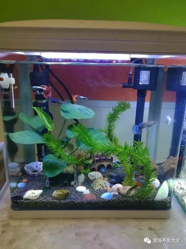 在家给观赏鱼鱼缸换水很难吗?看鱼友们各显神通