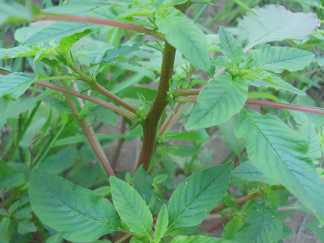 是苋科的一年生草本植物,长得和我们菜园子里的苋菜非常的像,不过刺苋