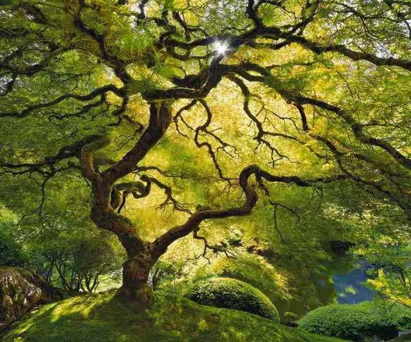 菩提树下 文/洋公子   不想参悟 眼前的这朵云彩 为何会变成一株水