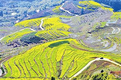 政和念山油菜梯田:金色海洋 游人竞逐