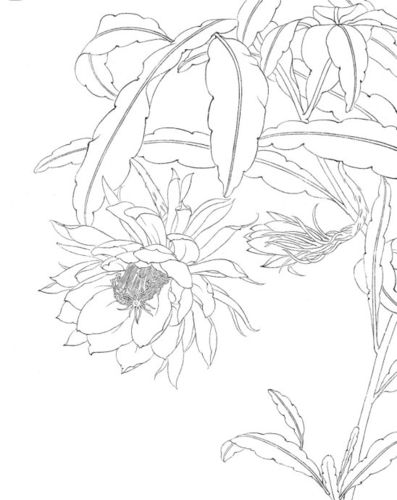 [转载]昙花