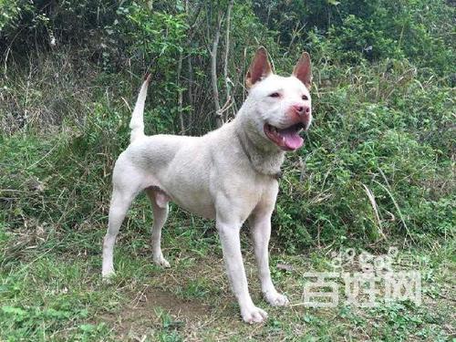 有好的下司犬出售