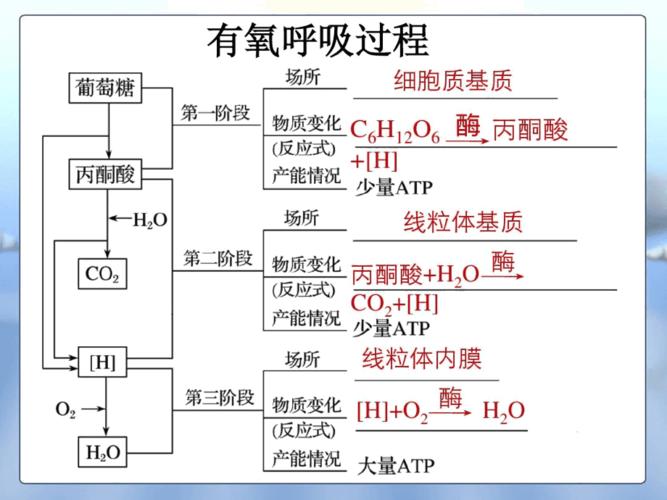 细胞的呼吸作用和光合作用
