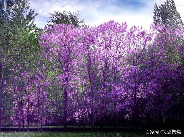 商丘睢阳区:泡桐花开景色美