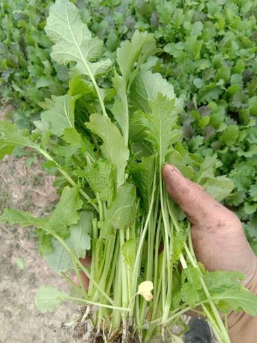 雪里红芥菜千亩雪里红菜基地供应链长供货稳