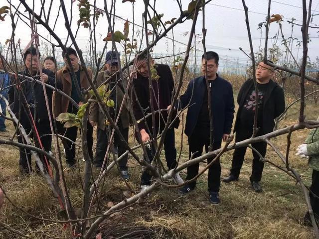 梨树和苹果树整形修剪有什么不同?