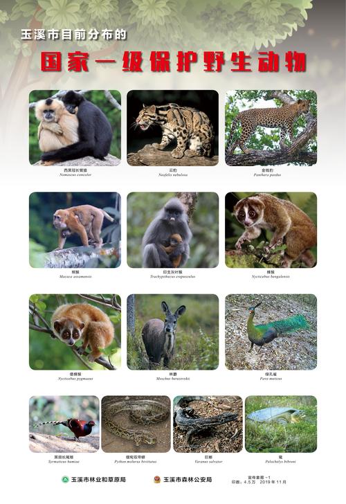 保护野生动物 从你我做起