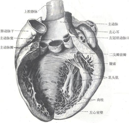 左心房和左心室