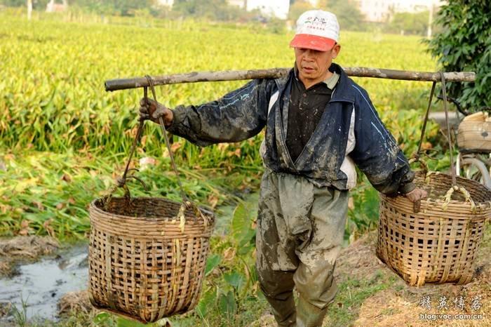 我多次到女儿小区边的农田裏转,拍下了一幅幅广东农民辛勤劳动的画面