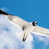 向往鸽子的自由,动物头像图片-回车桌面