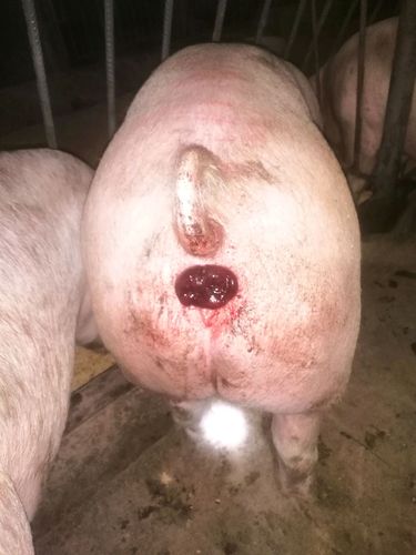 育肥猪猪直肠脱出,塞进过一会儿又脱出,淌血水,采食和