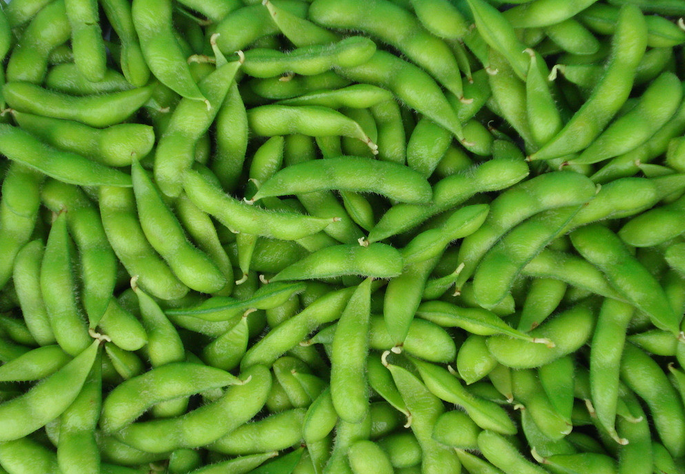 豌豆和毛豆有什么区别