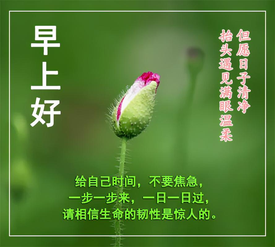 愿朋友一切安好的早安祝福,日常温馨的早上好图片