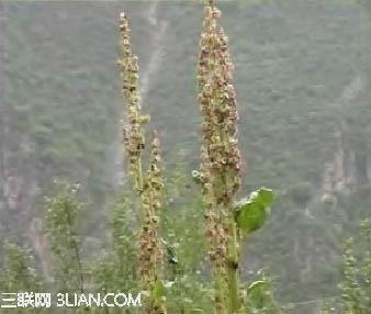 天雄的功效与作用
