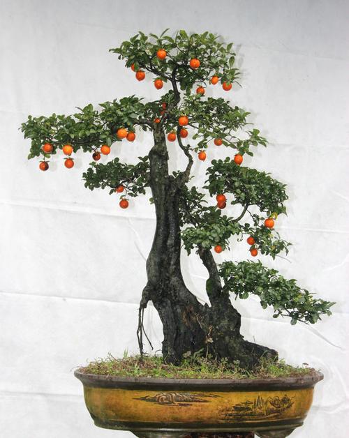 金弹子树桩盆景图片