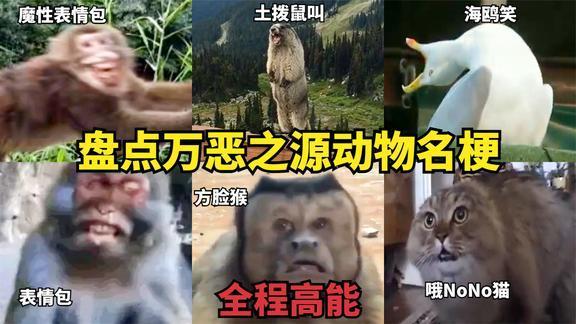 万恶之源盘点网络上的动物名梗原来土拨鼠叫声是这样的