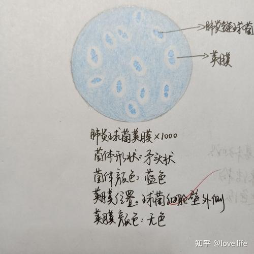 这是自己做的肺炎链球菌的玻片1000倍油镜镜下图 希望能帮到你们哦!