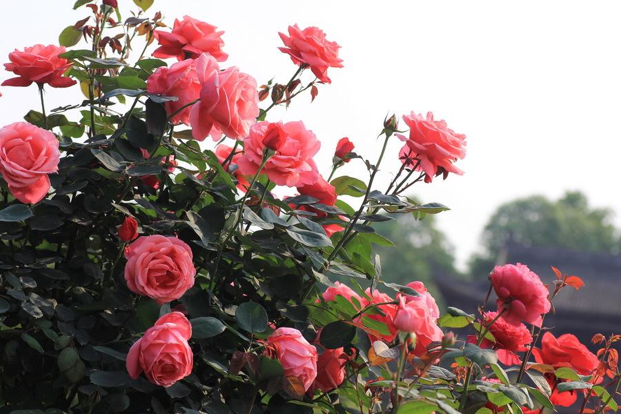 【月季花开摄影图片】生态摄影_太平洋电脑网摄影部落