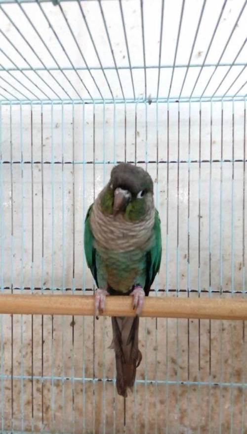 蓝化系列小太阳现货