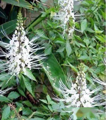 2.猫须草泡水喝能祛湿排毒,帮助人体排除多余的水分