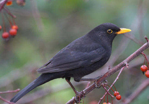 乌鸫鸟的饲养成年野生乌鸫怎样训养