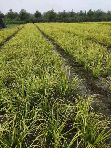 金叶石菖蒲批发基地 金叶石菖蒲批发价