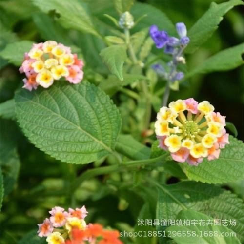 【五色梅花卉种子】五色梅种子 五彩花 五雷丹 五色绣球 变色草马樱