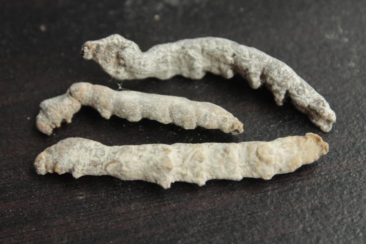 批发白僵蚕 药食两用真菌 山珍 癌配方必备