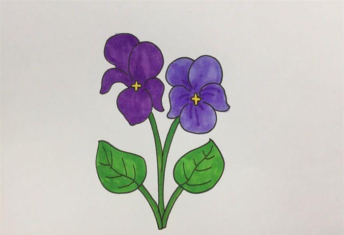 紫罗兰怎么画简单好看