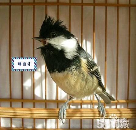 贝子鸟怎么分公母