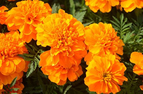 孔雀草花种子价格和花期多长