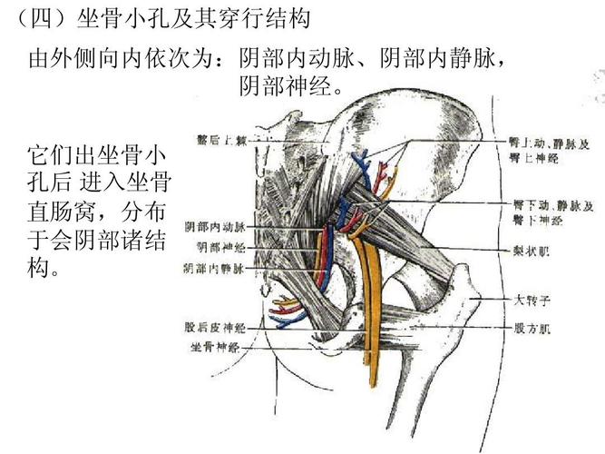 局部解剖 下肢ppt