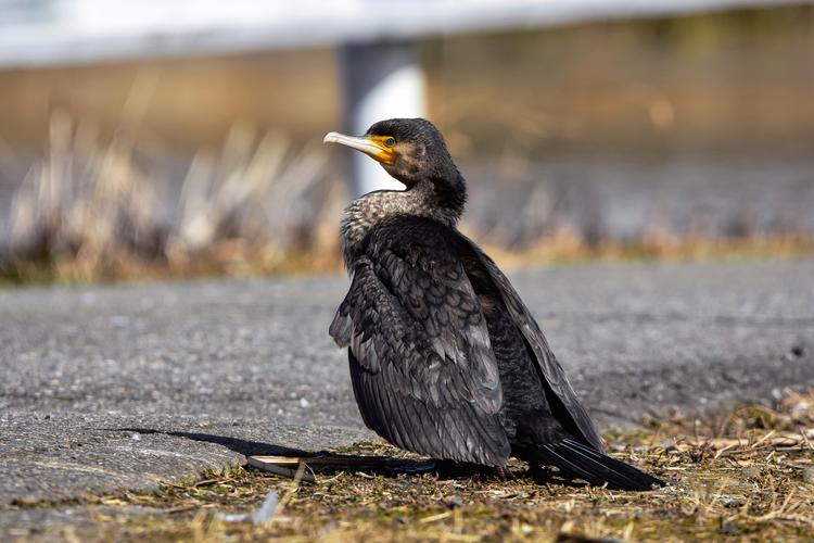 擅长潜水捉鱼的鸬鹚图片 - 第20张