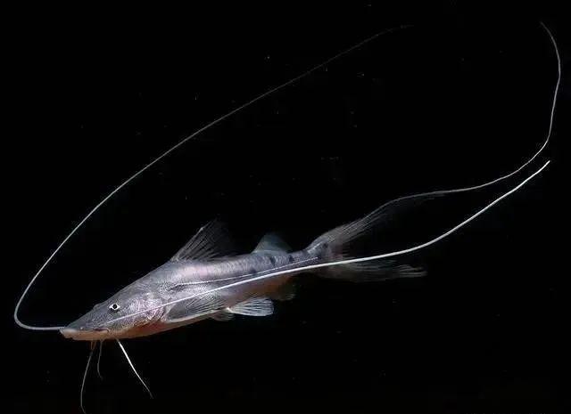 地球之肺亚马逊遍布极尽狂野本色的鱼类