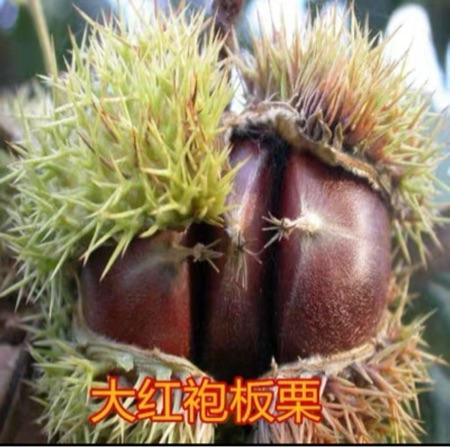供板栗苗大红袍板栗苗嫁接板栗树苗