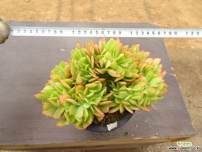 柠檬卷缀化14- 多肉植物