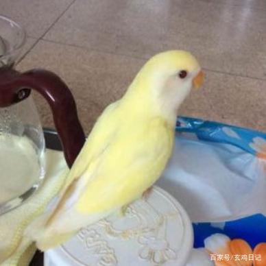 牡丹鹦鹉常见花色及成因