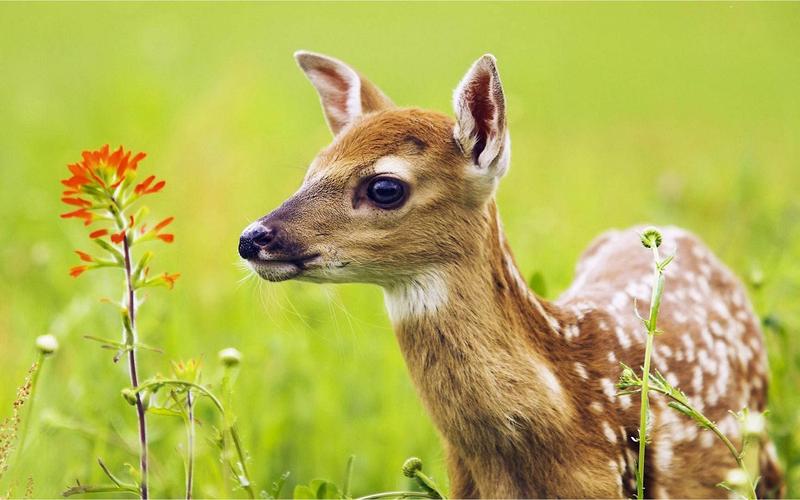 鹿,采用砖(木)柱支起棚架,上面盖石棉瓦,左,右,后面封墙,前面全部敞开