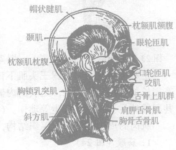 图21-1 头颈肌