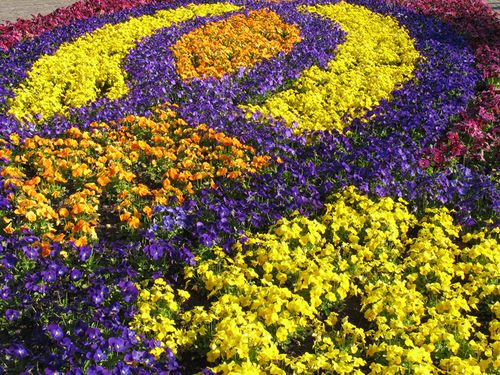 荷兰,公园,三色堇,很多,keukenhof,设计,花卉