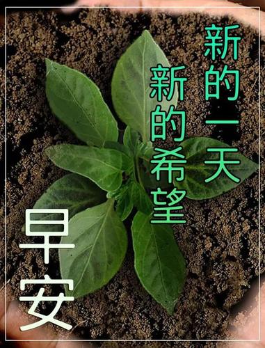 早上好!新的一天,祝事事顺心如意,祝福图片,愿你开心快乐