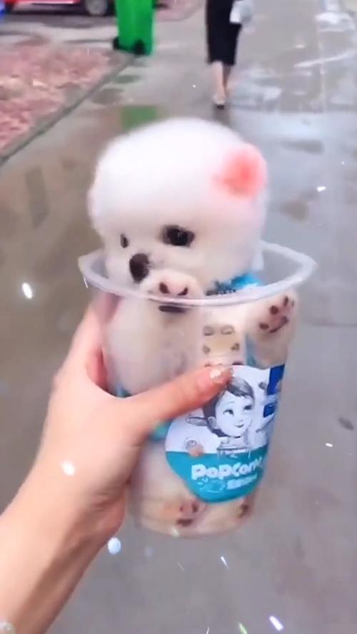 装在杯子的茶杯犬_杯子_茶杯犬_宠物_萌宠_宠物_狗_晒