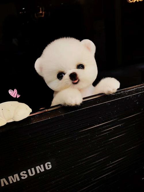 【哪个牌子的茶杯犬多少钱一只比较好】茶杯犬多少钱