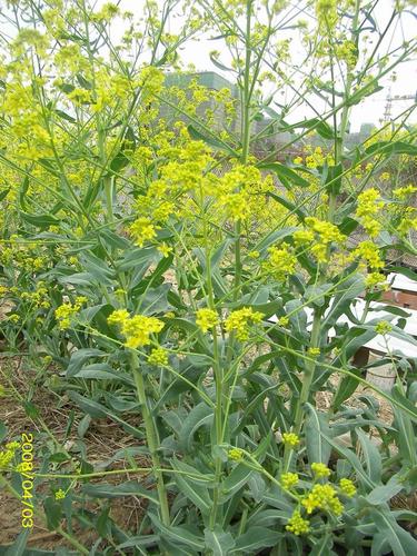 科属:十字花科菘蓝属 形态特征:一年生或二年生草本植物,高33～66